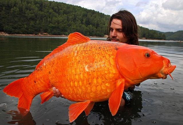 ปลาสีส้มตัวใหญ่
