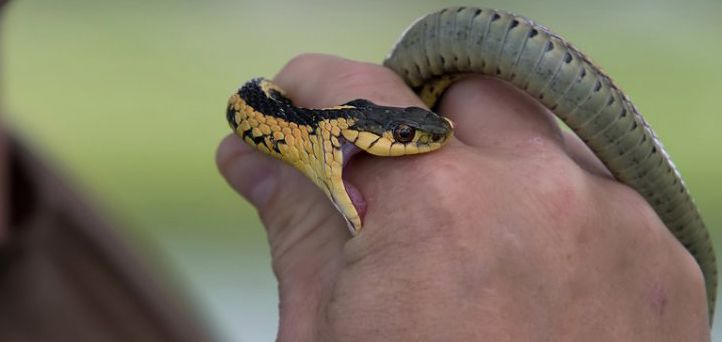 งูกัดที่มือ